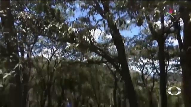 Puma ataca ganado en Hidalgo - Naturaleza - En Punto con Denise Maerker