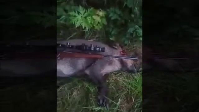 Bering Optics Ace Series 4-14x44, добыли кабана.