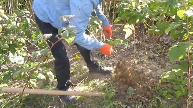 Выкапываем посадочный материал малины