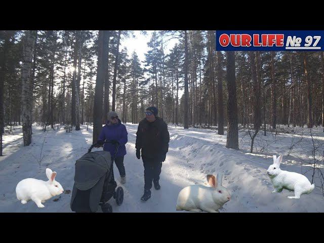 Почему чихают кролики?  Новый окрол от лучших. Семья в деле. Why do rabbits sneeze?