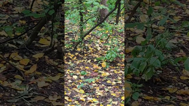 Чип спешит на помощь Дейлу