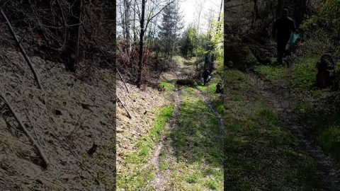 прогулка в лес за весенними грибочками