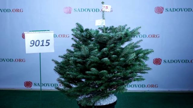 9015 Пихта Нордмана в горшке 0.8 - 1.0 м.