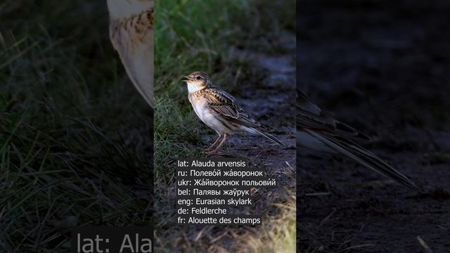 Песня: Жаворонок полевой ♫ #shorts #голосаптиц
