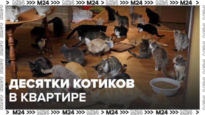 В одной из квартир столичного района Отрадное ищут хозяев для котов - Москва 24