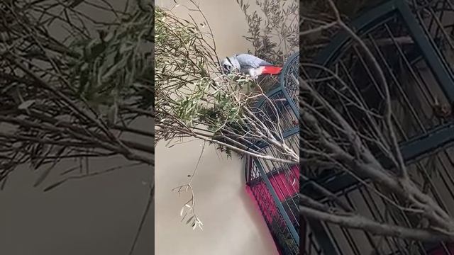 Ветки для попугая жако, пример того, сколько веток нужно давать жако