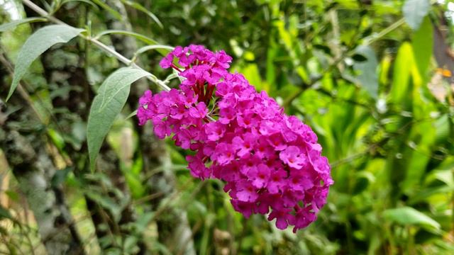 TERAPIA FLORAL | Heliotropium - FLORAIS DE MINAS
