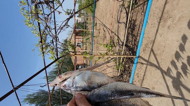 Итоги рыбаолчки.Волга-2024🐟