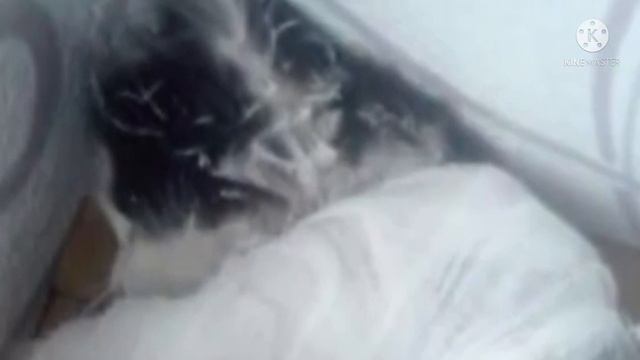 Дети скинули котенка с 8 этажа, а потом наблюдали, как он падал вниз… все были поражены его...