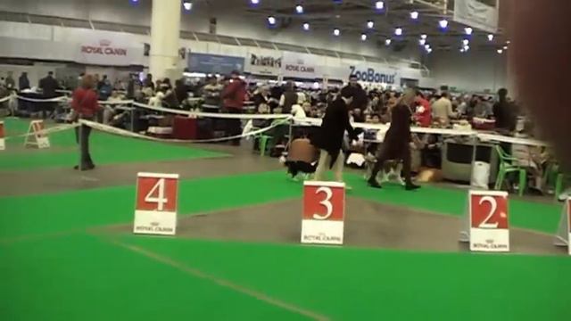 8 декабря 2012г. FCI CACIB Киевская Русь 2012