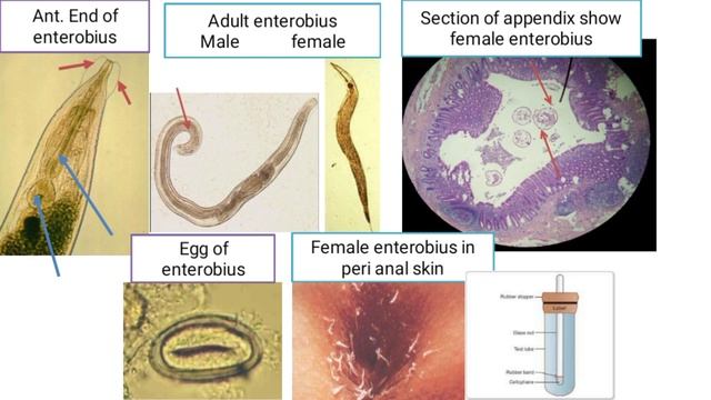 GIT module practical ( Projector nematodes)