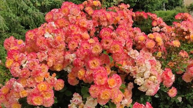 Rose Landlust
