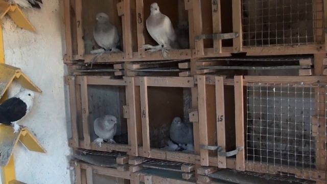 ОБРАБОТКА ГОЛУБЯТНИ ОДНОХЛОРИСТЫМ ЙОДОМ. СМОТРЕТЬ ДО КОНЦА. PIGEONS.