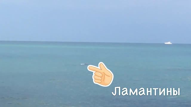 ЛАМАНТИНЫ? В МАЙАМИ ЛАМАНТИНЫ?