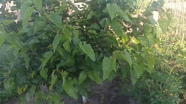 Думала,що мого кошеняти вже нема.@ Пробую білу шовковицю,вона корисна.Обрізала стрілки часнику.