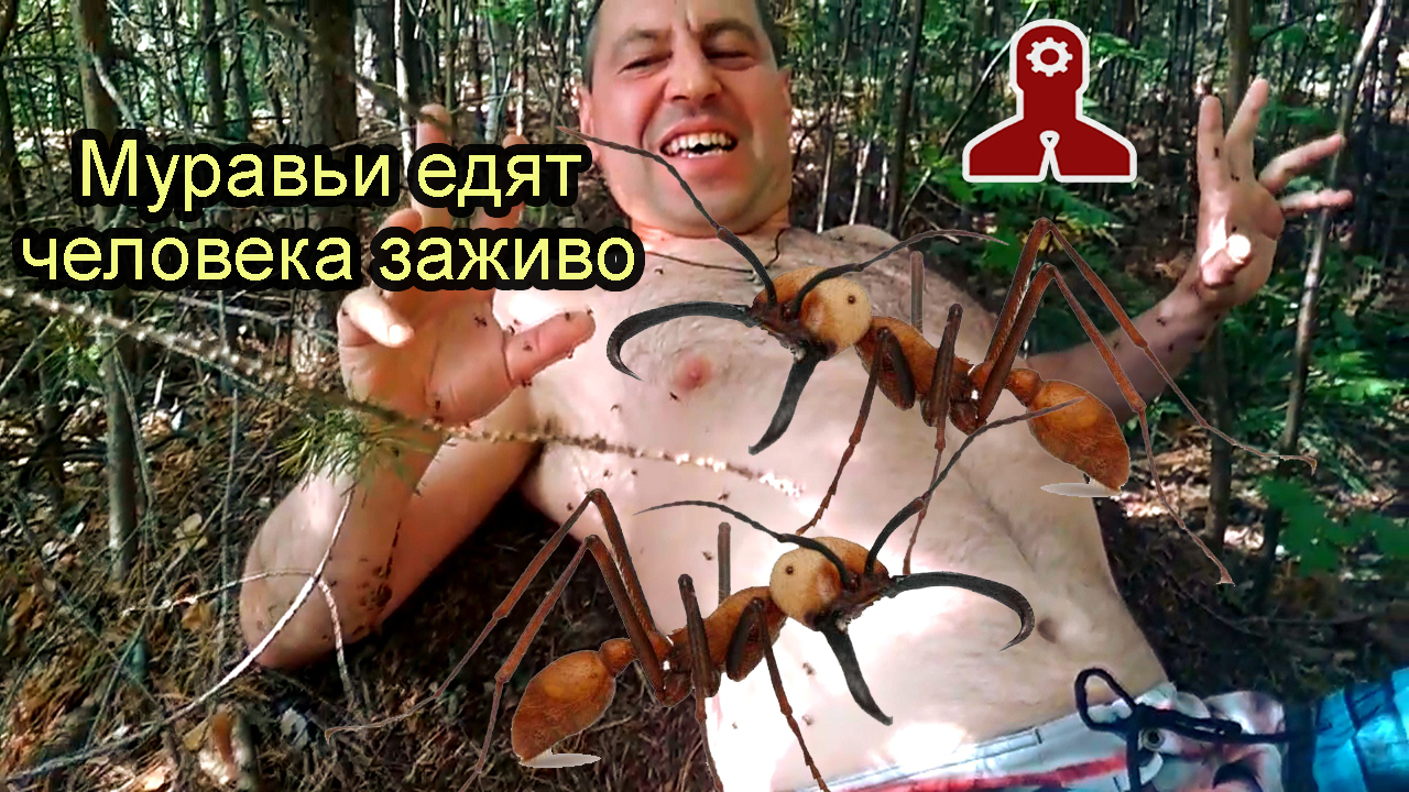 Муравьи кусают человека и впрыскивают муравьиный яд. Больно и полезно