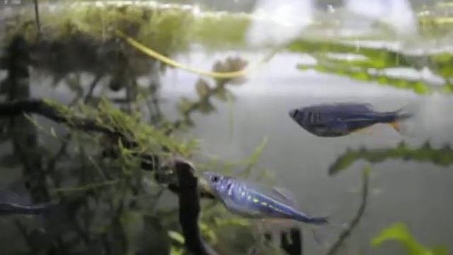 Danio malabaricus