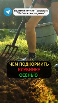 Дайте Клубнике ОСЕНЬЮ это Удобрение и Будете Собирать Урожай ВЕДРАМИ!