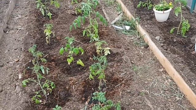 Огородная пораРабота с рассадой в теплице Высадили цветы в грунт и посеяла семенами.