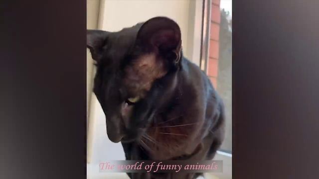 ПОПРОБУЙ НЕ ЗАСМЕЯТЬСЯ С ЭТИХ КОТОВ?САМЫЕ СМЕШНЫЕ ЖИВОТНЫЕ 2021⭐ТЕСТ НА ПСИХИКУ⭐КОТЫ,СОБАКИ И ДРУГИЕ