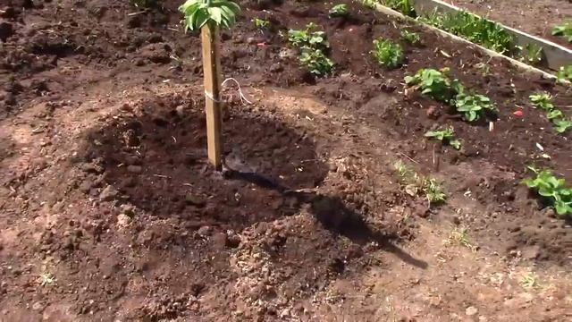 Посадили саженцы вишни сливы абрикоса колоновидной яблони и груши.
