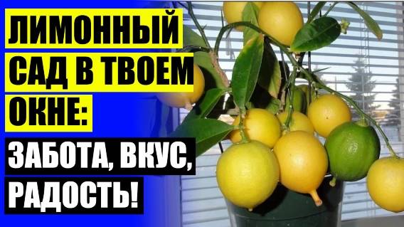 😎 Уход за комнатным лимоном зимой 💣 Как вырастить лимон из саженца ❕