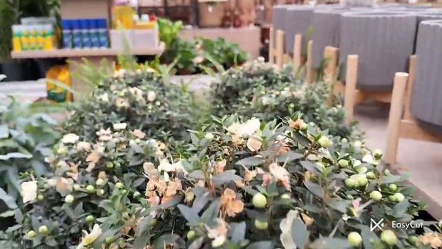 Мирт і орхідея #українськийконтент #EasyCut#орхідеї#миртнаштамбі