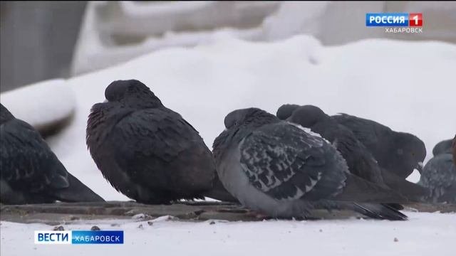 Всё больше районов края планируют перевести школьников на дистанционное обучение из-за морозов
