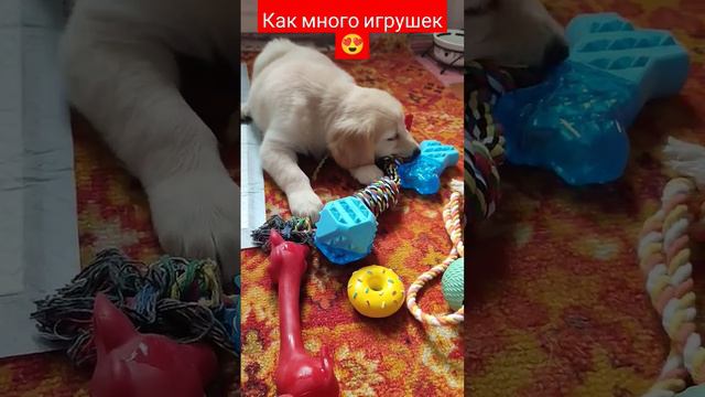 ПЕРВЫЙ ДЕНЬ ДОМА, МНОГО ИГРУШЕК ❤#щенок #играем #игрушки #собака