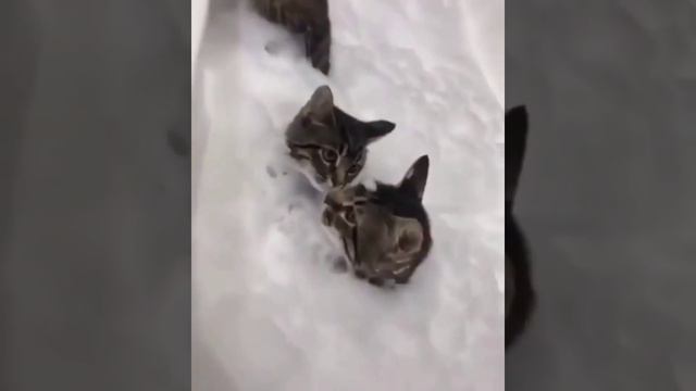 Самые спокойные котики