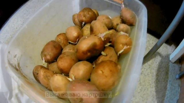 Картошка выращенная в мешке.