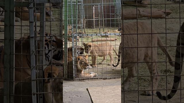 Милые котики 🐅🦁