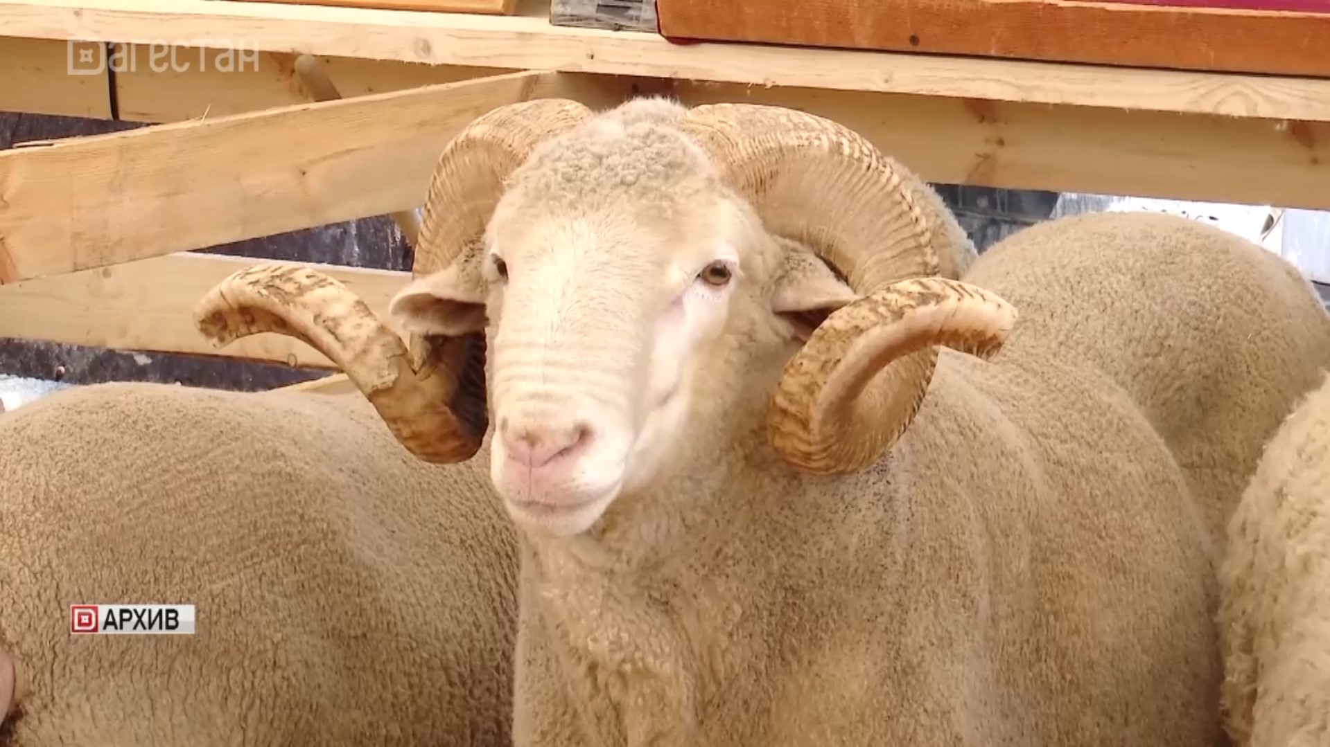 С 23 по 25 мая в Каспийске пройдет Российская выставка племенных овец и коз