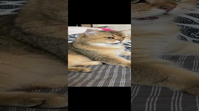 Злой Мартин