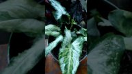 syngonium (mango ilusion, three king, albo/varigata, pink/neon robusta)
