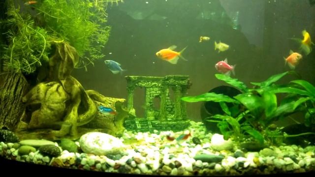 Аквариумные рыбки тернеции, гуппи. Кормление рыбок. Аквариум 30.05.2021Feeding the fish. Aquarium