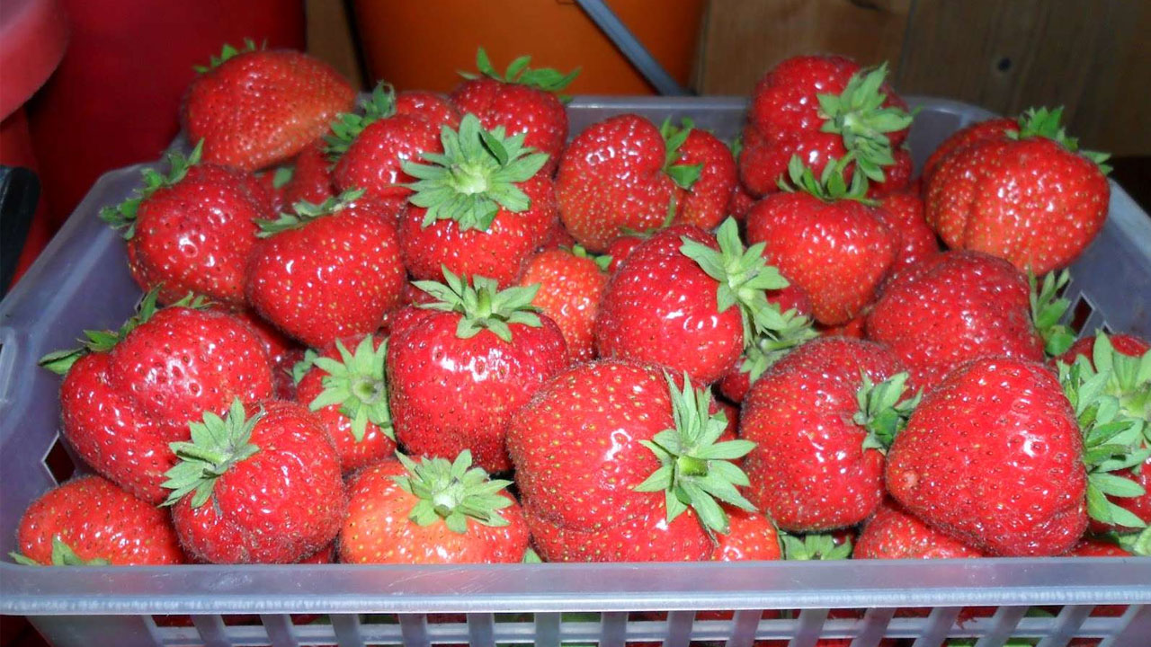 🔔 Recensioni di Strawberry Berry