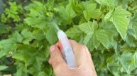 Борьба с садовыми насекомыми вредителями простыми способами