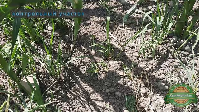 6 июня
Республика Адыгея, Кошехабльский район
Гербицидная защита по гибриду кукурузы ДКС 4178