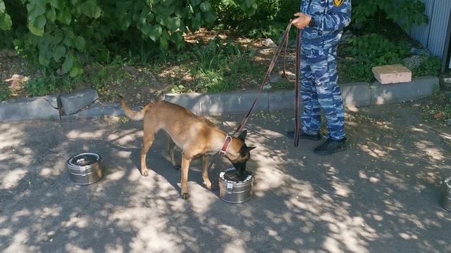 Тренировка собак на поиск взрывчатки