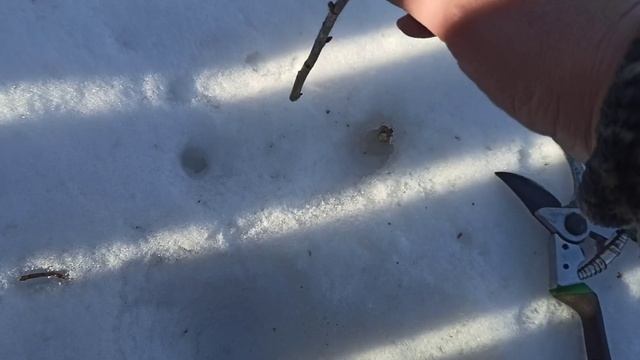 Самое время "сажать" черную смородину. Февраль.