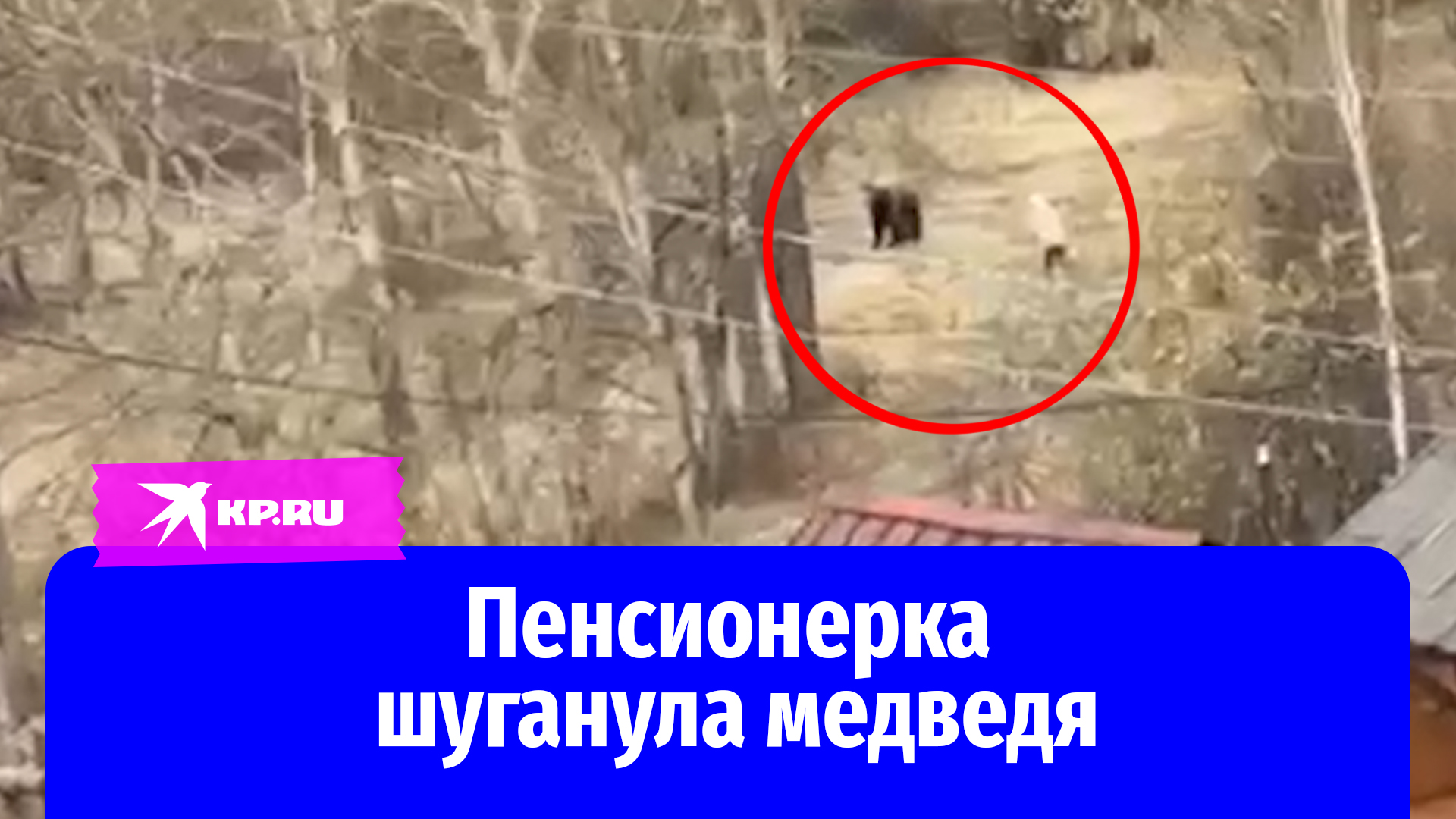Пенсионерка прогнала встреченного медведя в Магаданской области