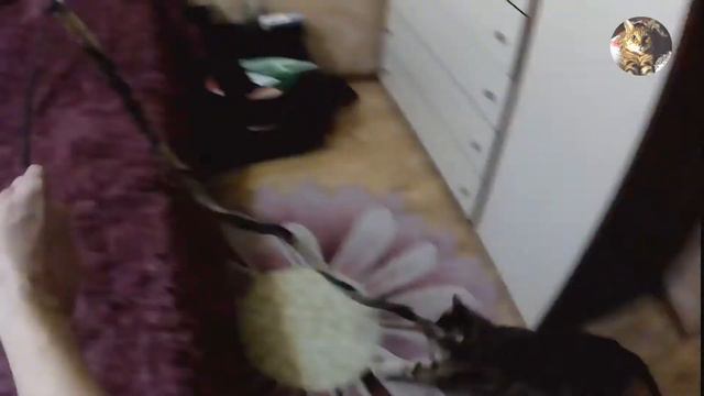Игры с котиками.