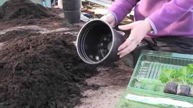 What to expect when you receive your plants via our online shop.