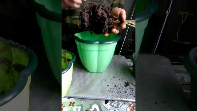 Сингониум