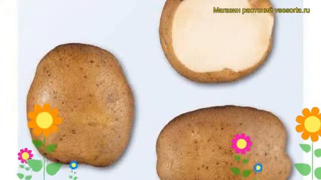 Картофель семенной Кураж. Краткий обзор, описание характеристик, где купить картофель Kurazh