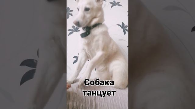 раскидываю лапки направо и налево