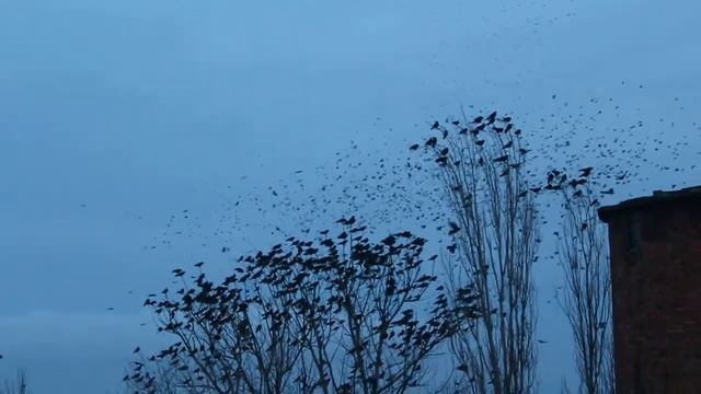 Пробное видео с CANON 650D. Вороны.