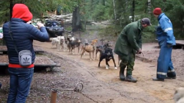 В гостях у Хаски: Семейная экскурсия в Хаски центр "БЕЛЫЙ ВЕТЕР" около Петербурга.