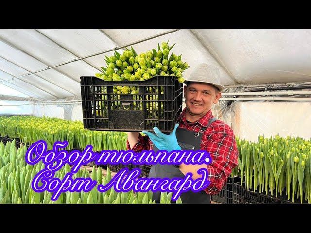 Тюльпан 2023, обзор сорта авангард.